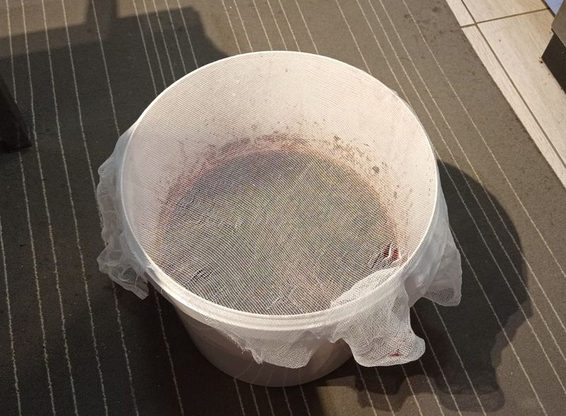 Вино из Изабеллы садовой