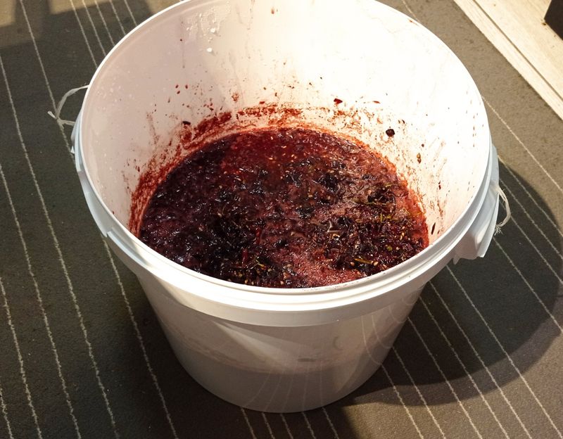 Вино из Изабеллы садовой