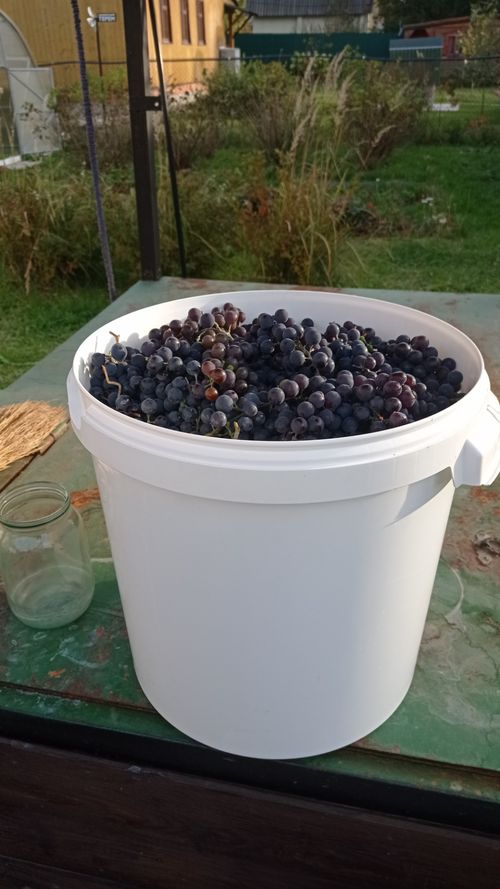 Вино из Изабеллы садовой